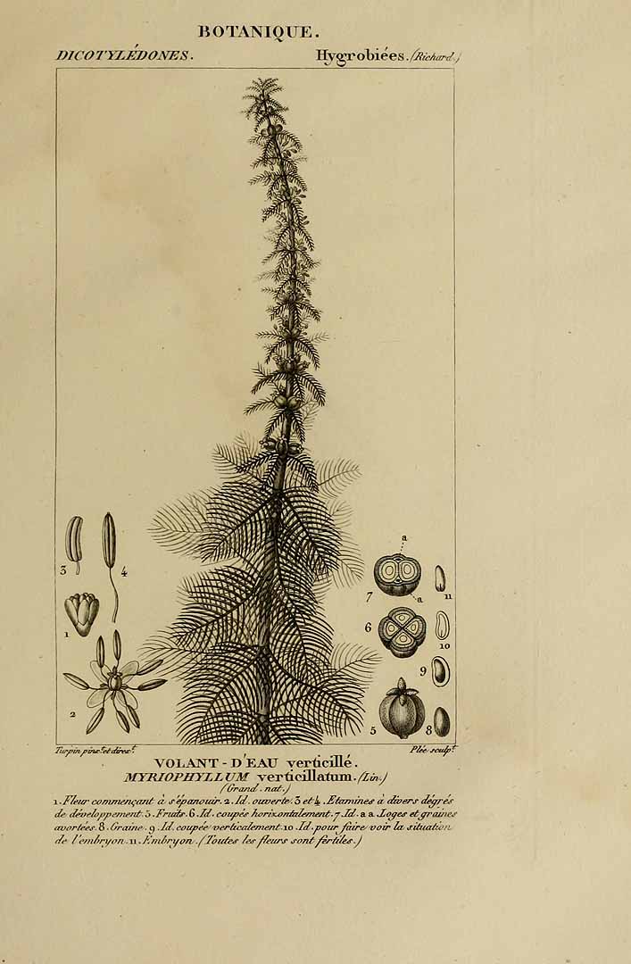 no HD illustration available (m1)