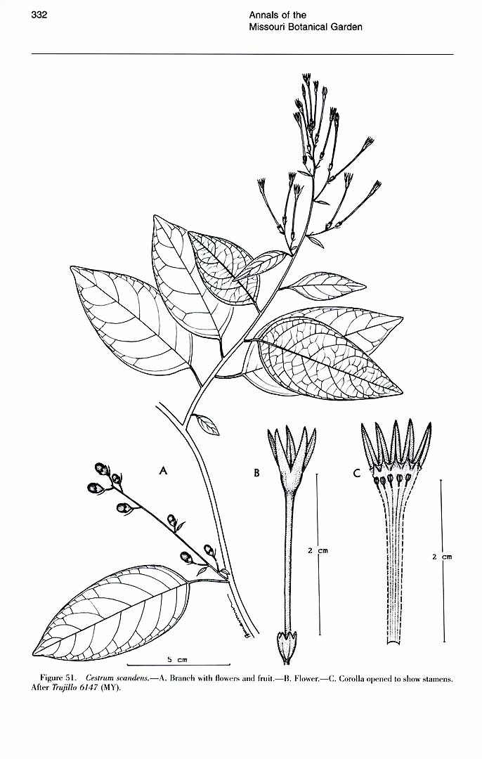 no HD illustration available (m5)