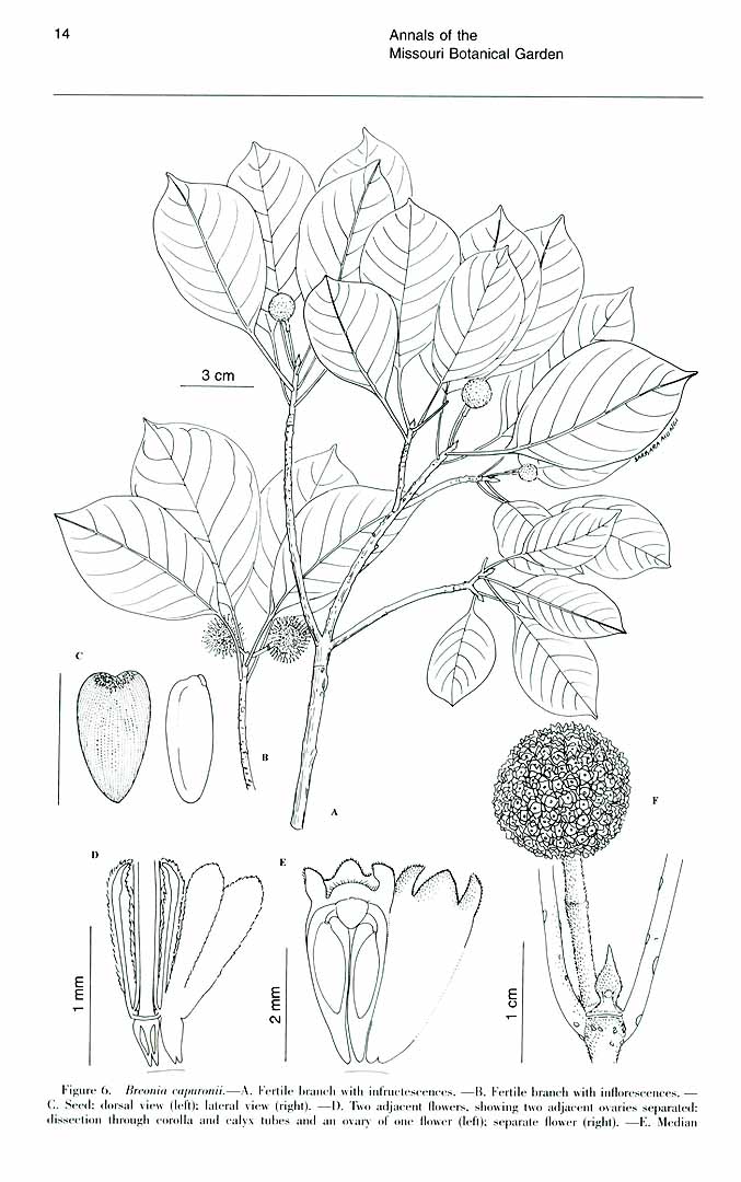 no HD illustration available (m5)