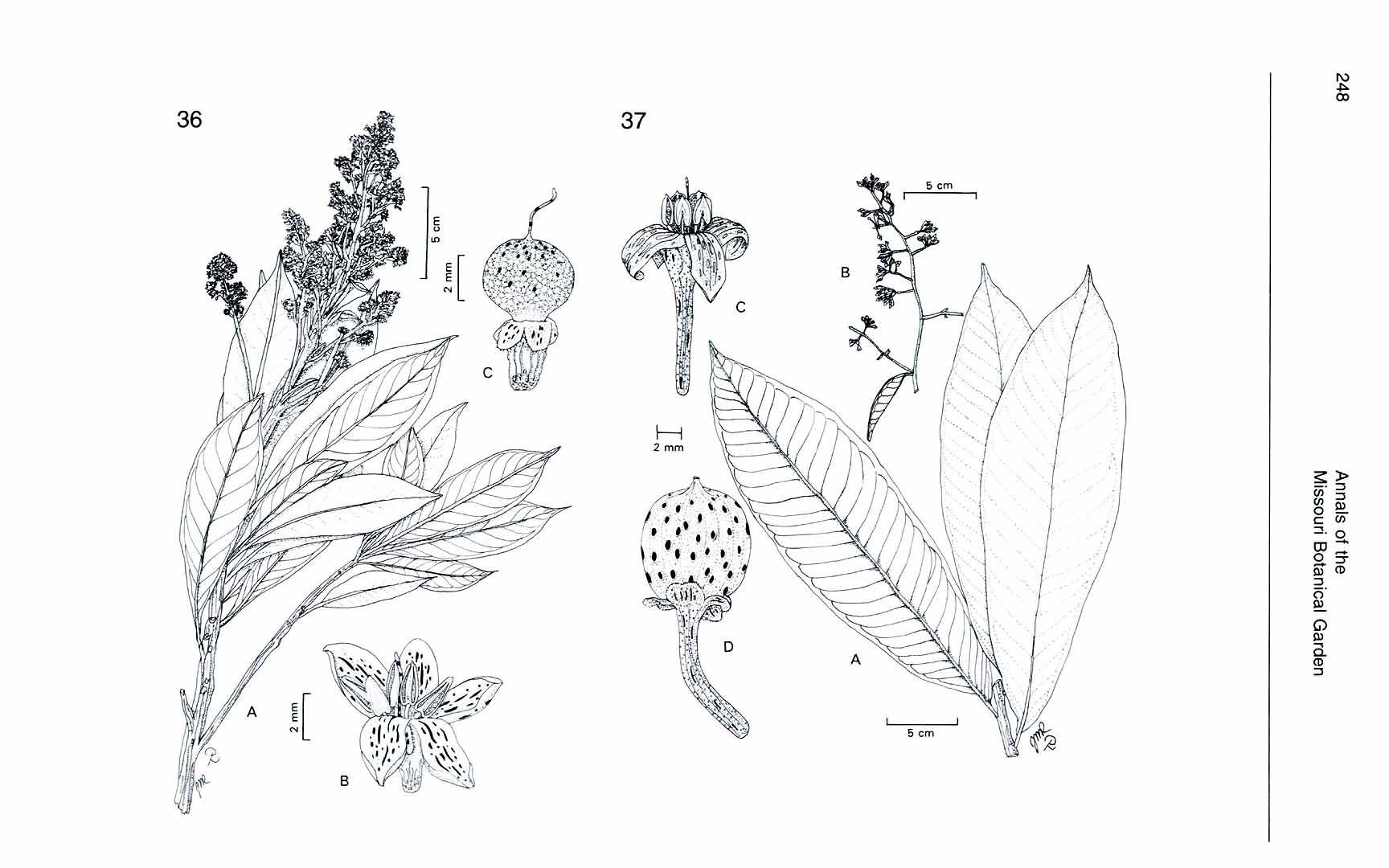 no HD illustration available (m5)