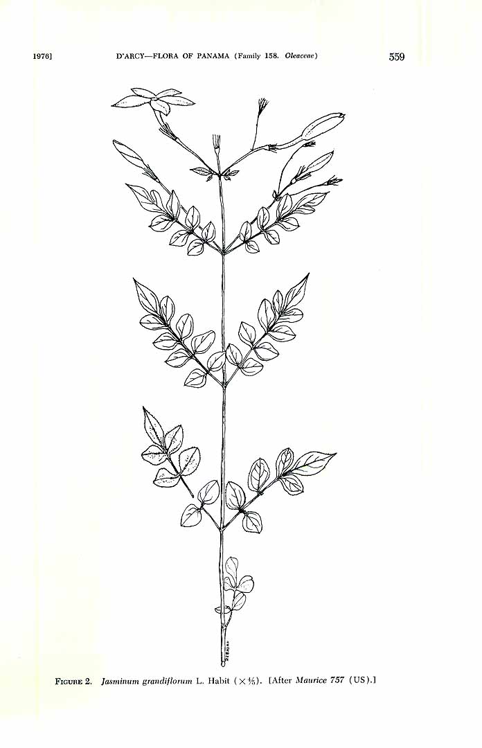 no HD illustration available (m5)