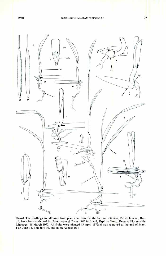no HD illustration available (m5)