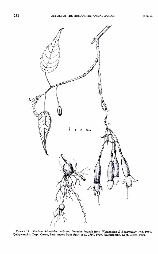 no HD illustration available (m5)