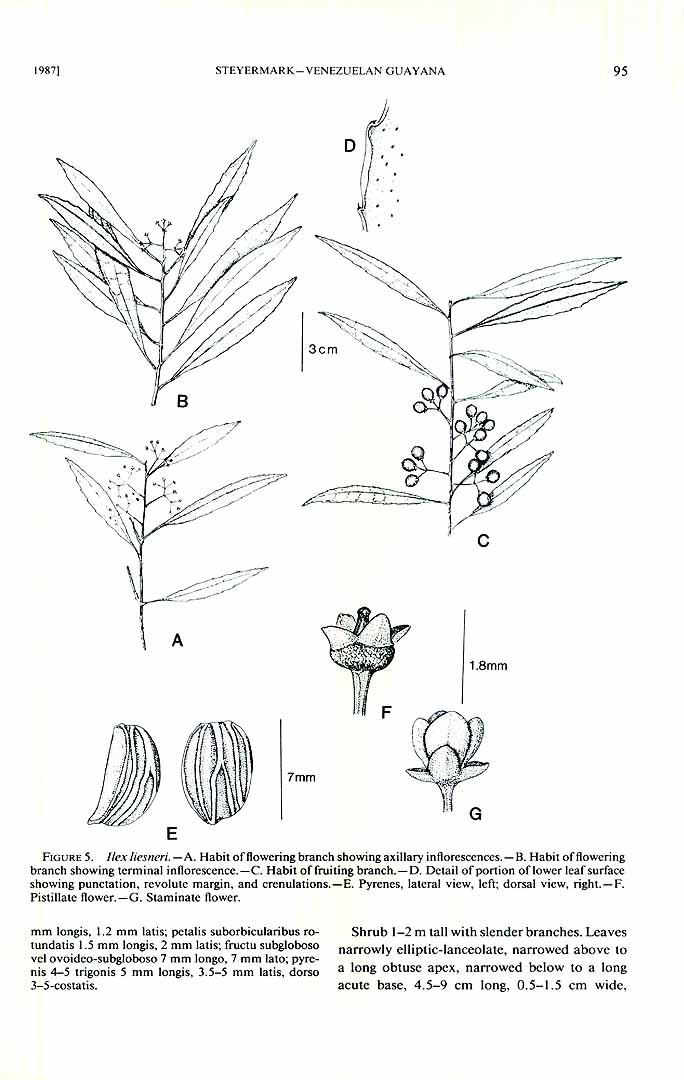 no HD illustration available (m5)