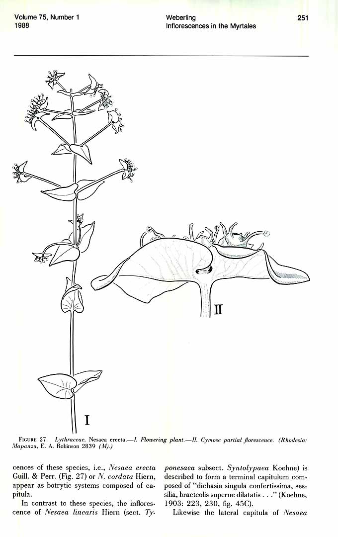 no HD illustration available (m5)