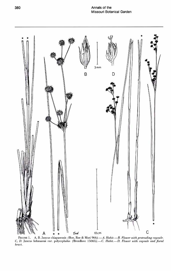 no HD illustration available (m5)