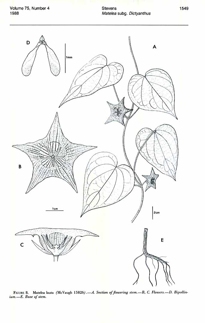 no HD illustration available (m5)