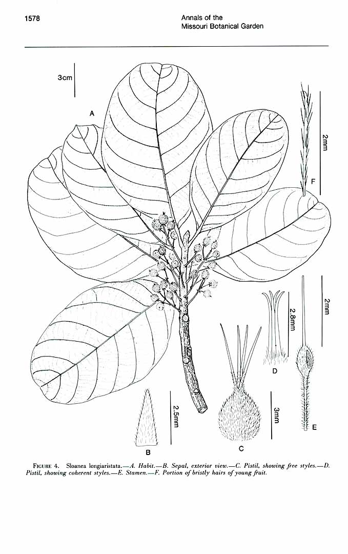 no HD illustration available (m5)