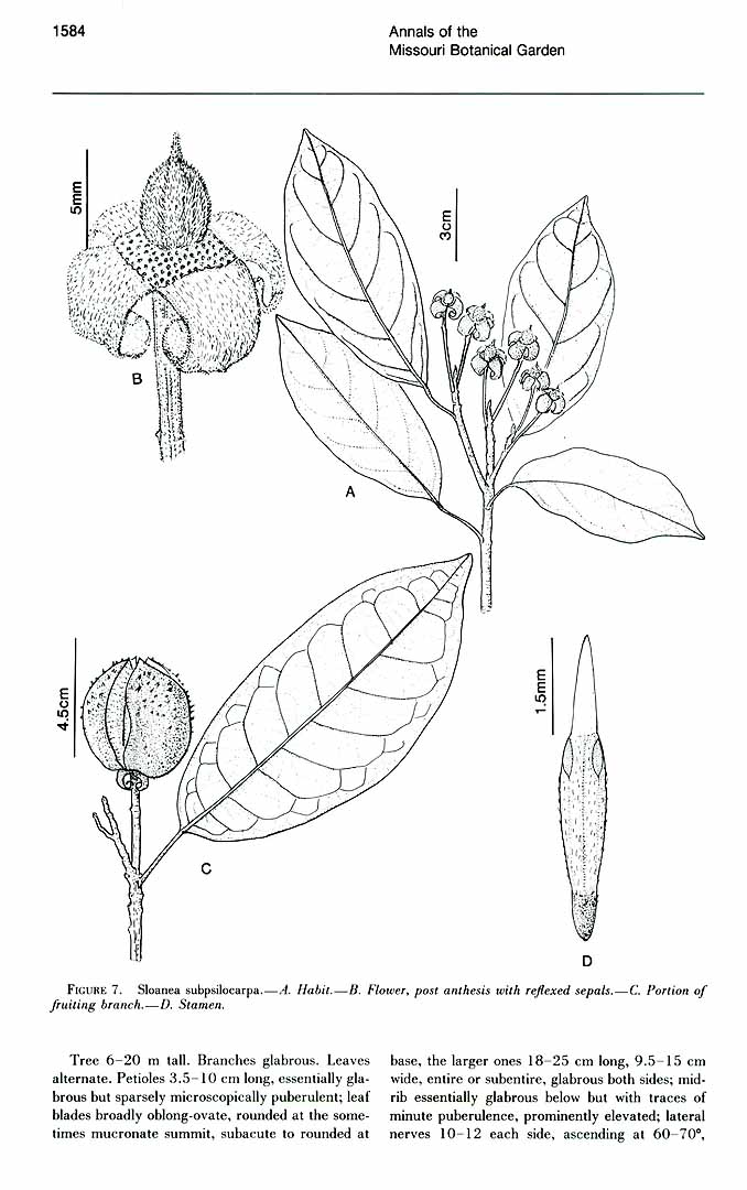 no HD illustration available (m5)