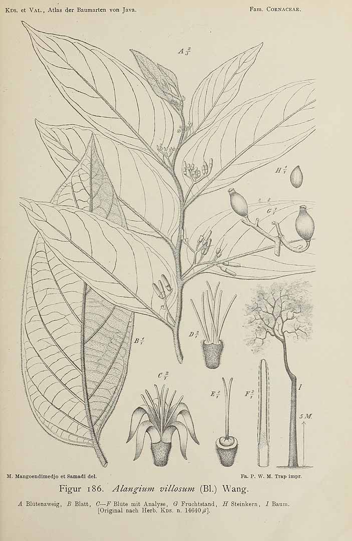 no HD illustration available (m5)