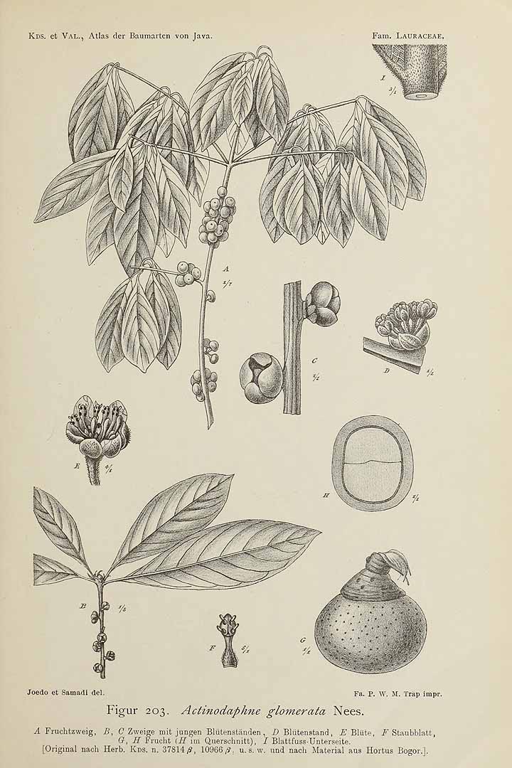 no HD illustration available (m5)