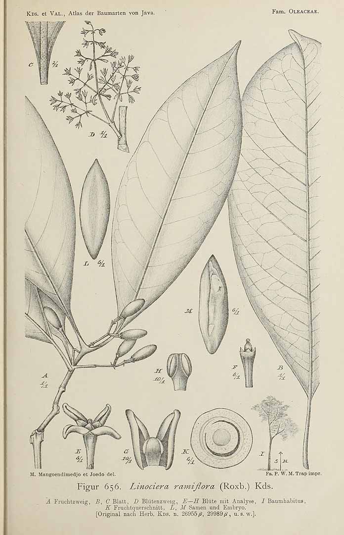 no HD illustration available (m5)