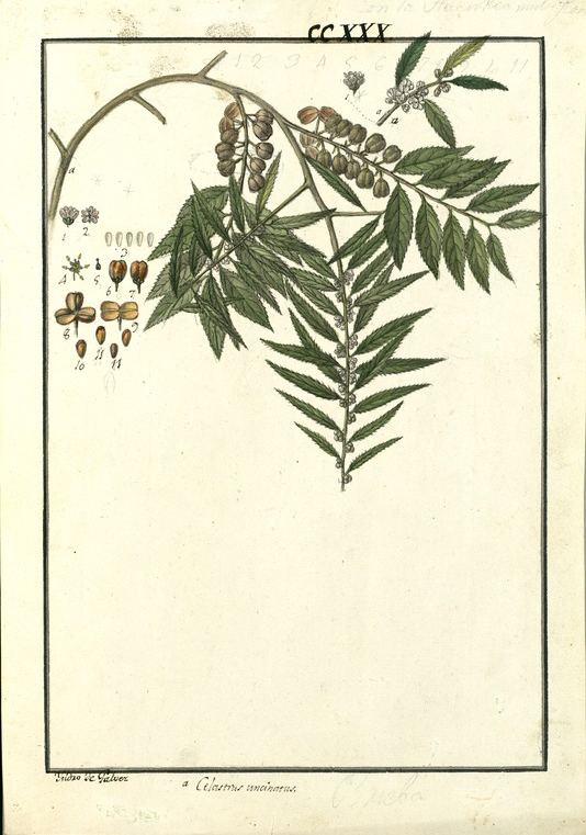 no HD illustration available (m5)