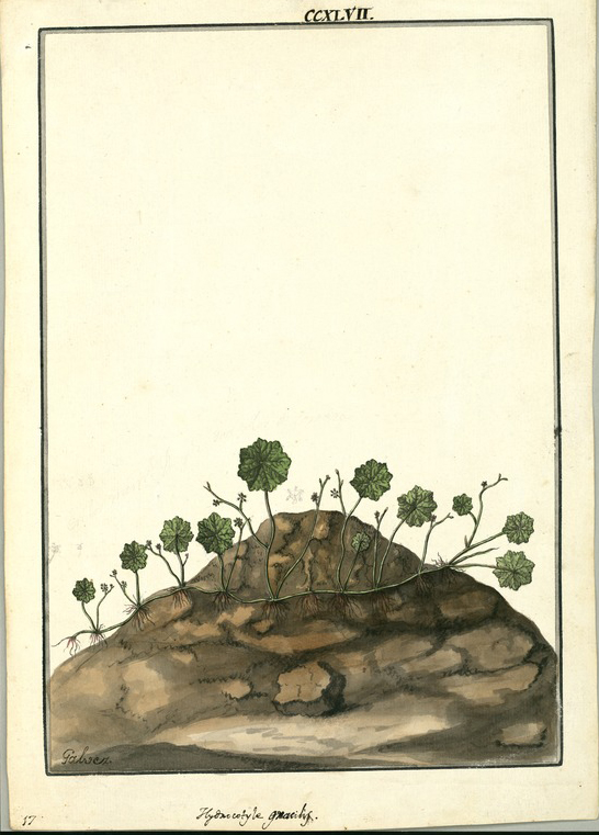 no HD illustration available (m5)