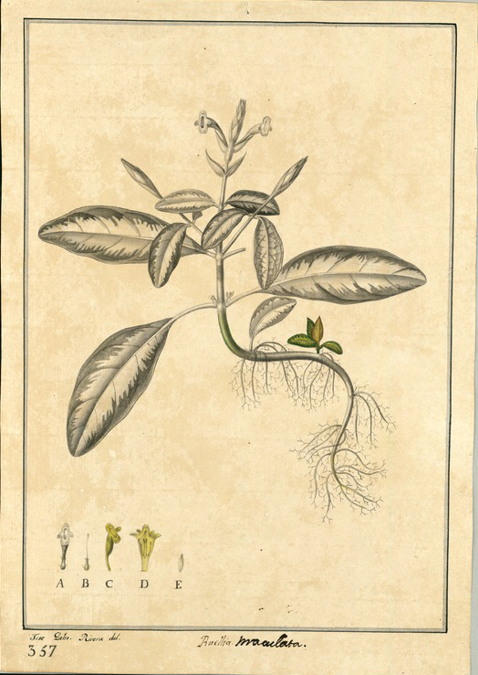 no HD illustration available (m5)