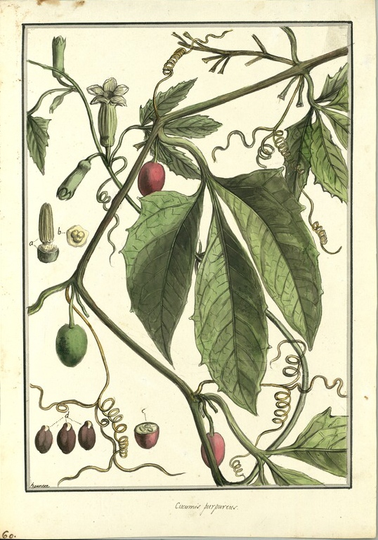 no HD illustration available (m5)