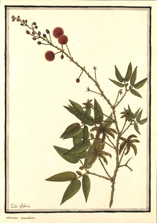 no HD illustration available (m1)