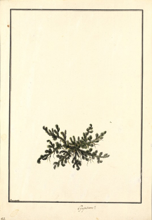 no HD illustration available (m5)