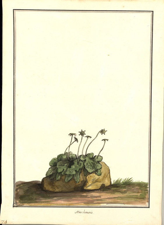 no HD illustration available (m5)