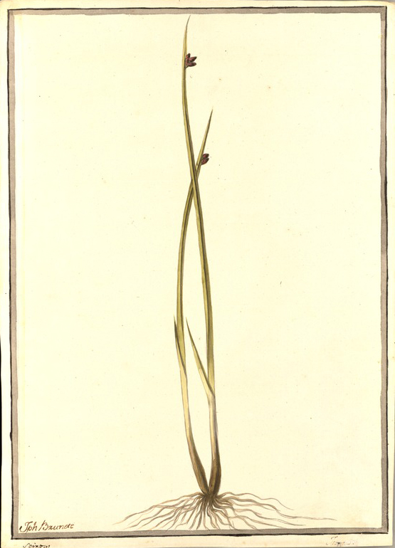 no HD illustration available (m5)
