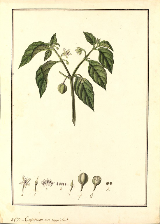 no HD illustration available (m5)