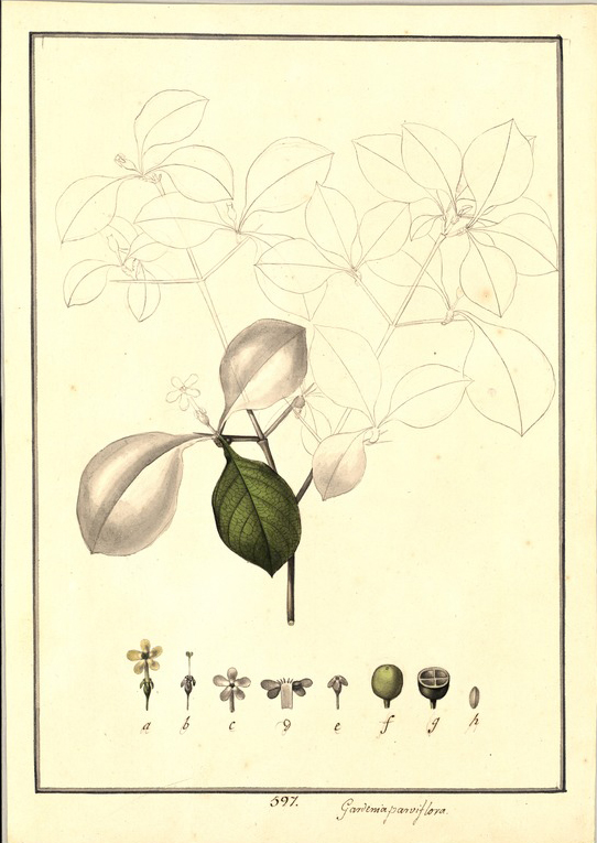 no HD illustration available (m5)