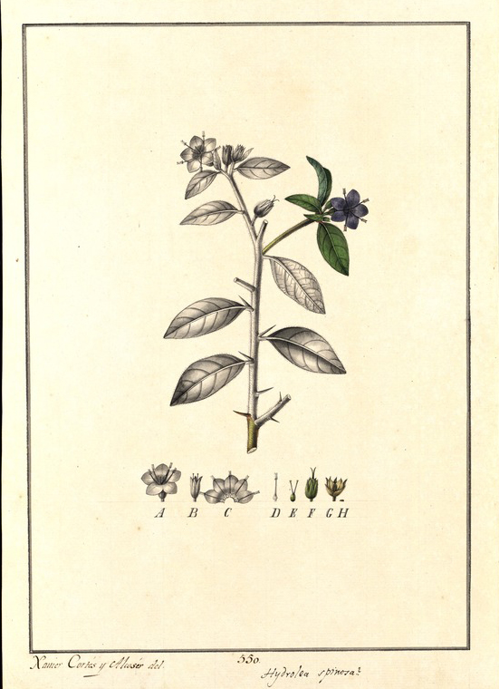no HD illustration available (m5)