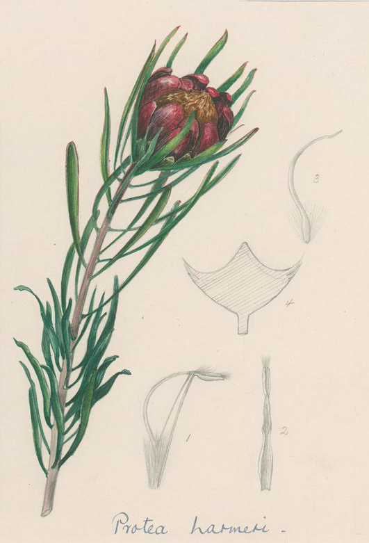 no HD illustration available (m5)