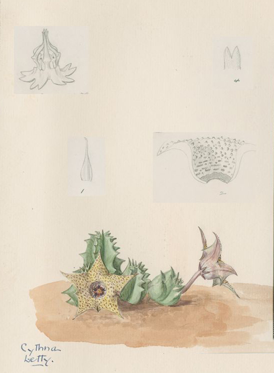 no HD illustration available (m5)