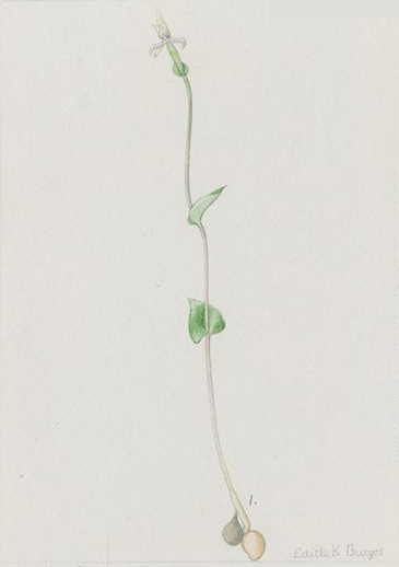no HD illustration available (m5)