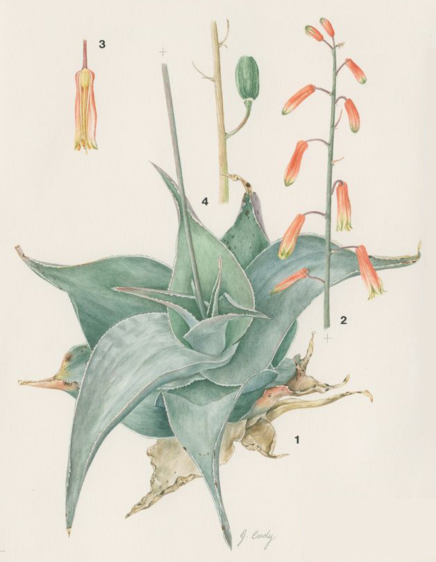 no HD illustration available (m5)