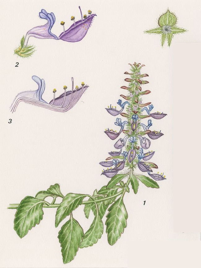 no HD illustration available (m5)