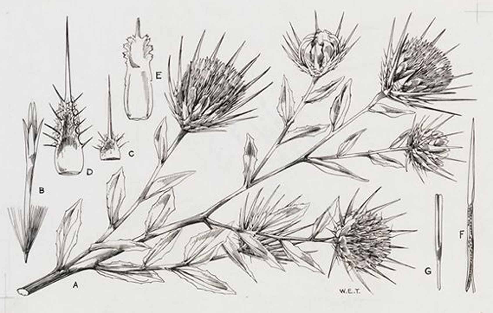 no HD illustration available (m5)