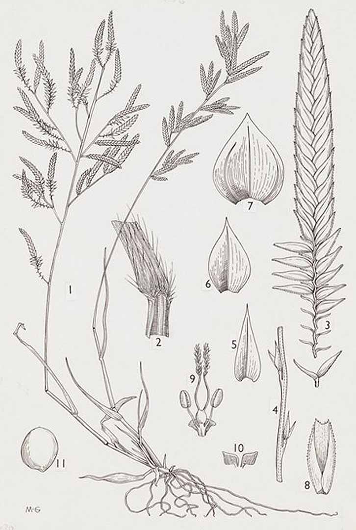 no HD illustration available (m5)