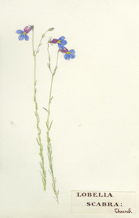 no HD illustration available (m5)