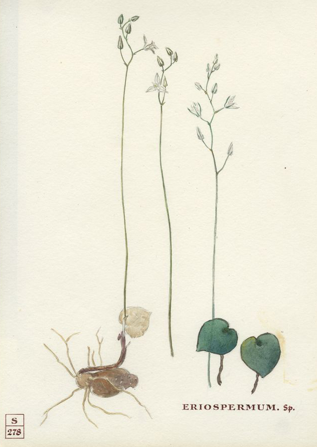 no HD illustration available (m5)