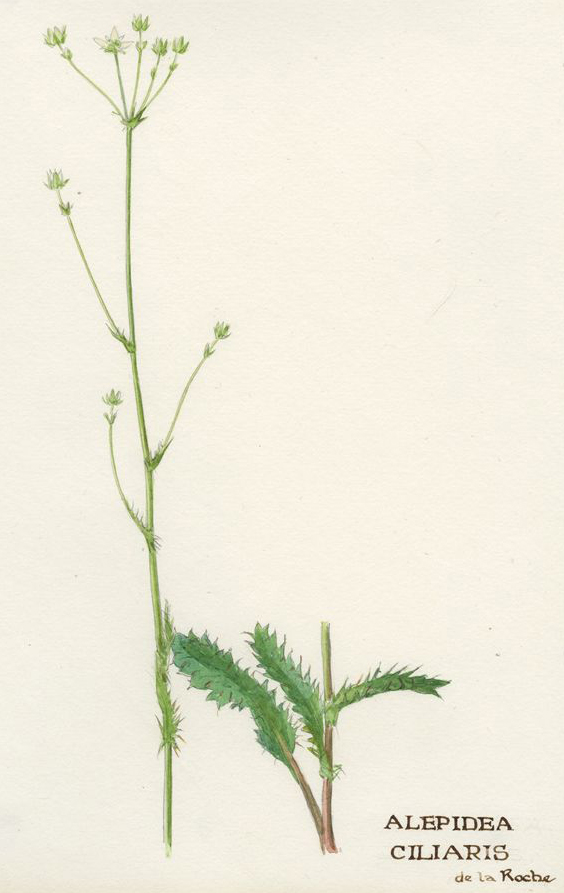 no HD illustration available (m5)