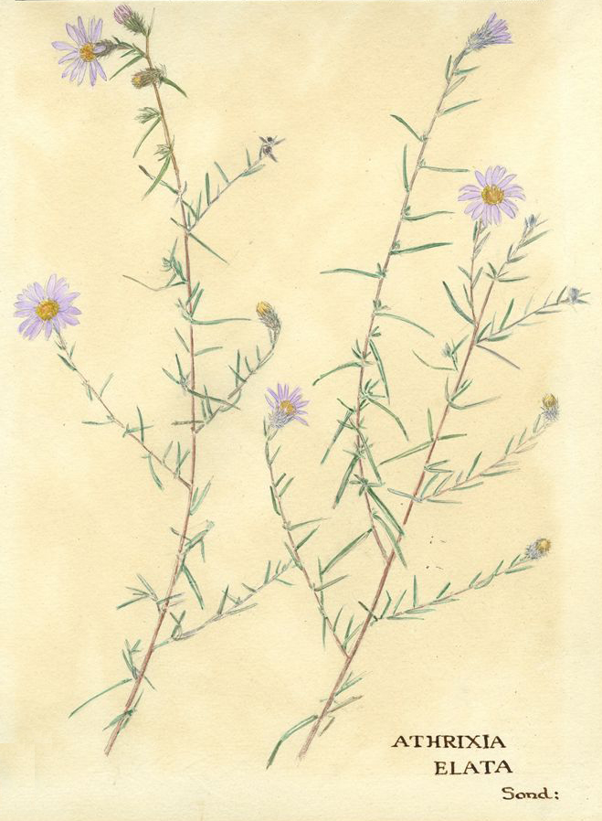 no HD illustration available (m5)