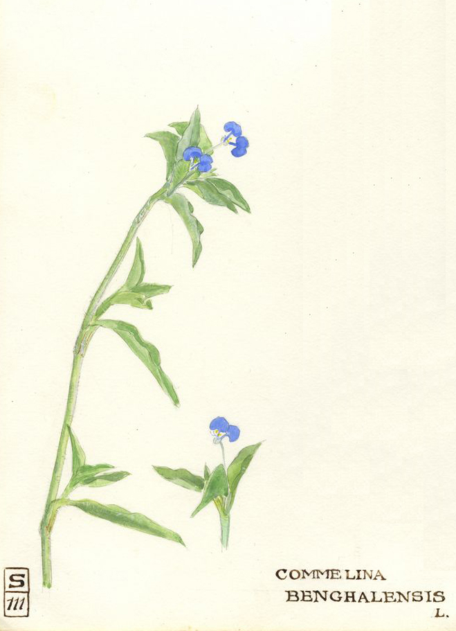no HD illustration available (m5)