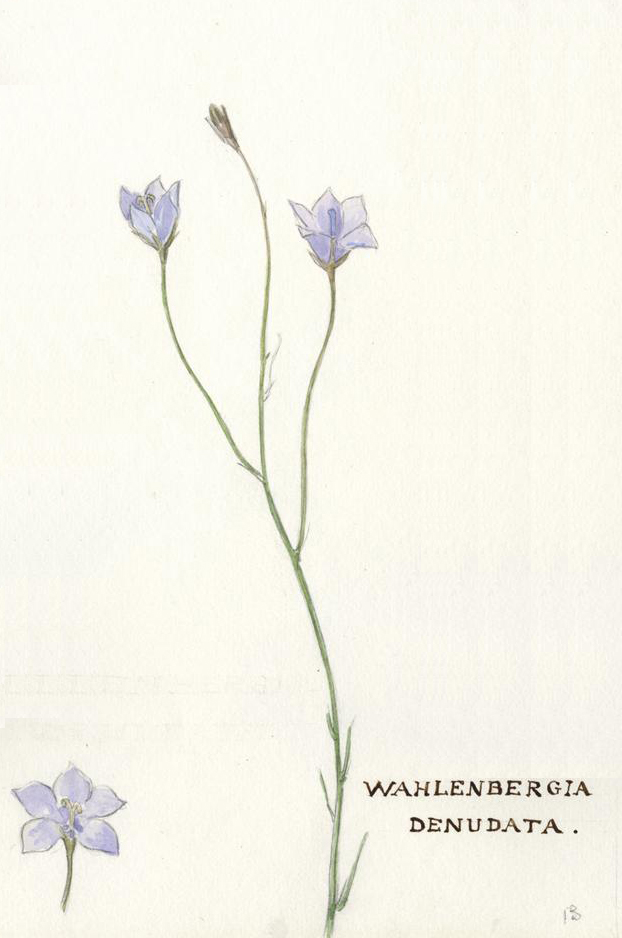 no HD illustration available (m5)