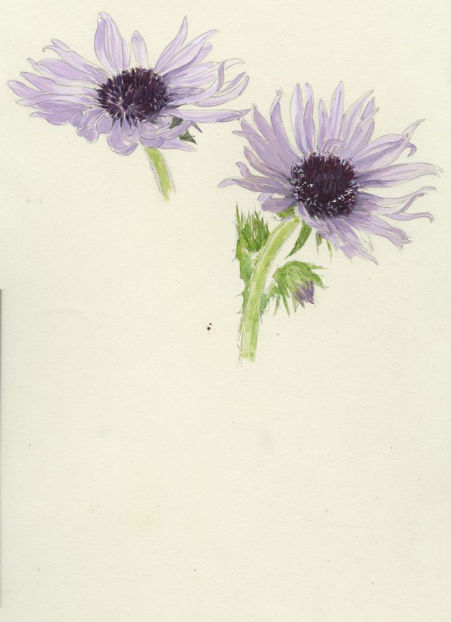 no HD illustration available (m5)