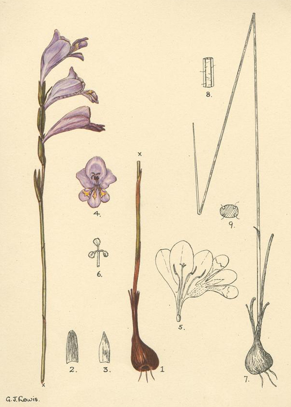no HD illustration available (m5)