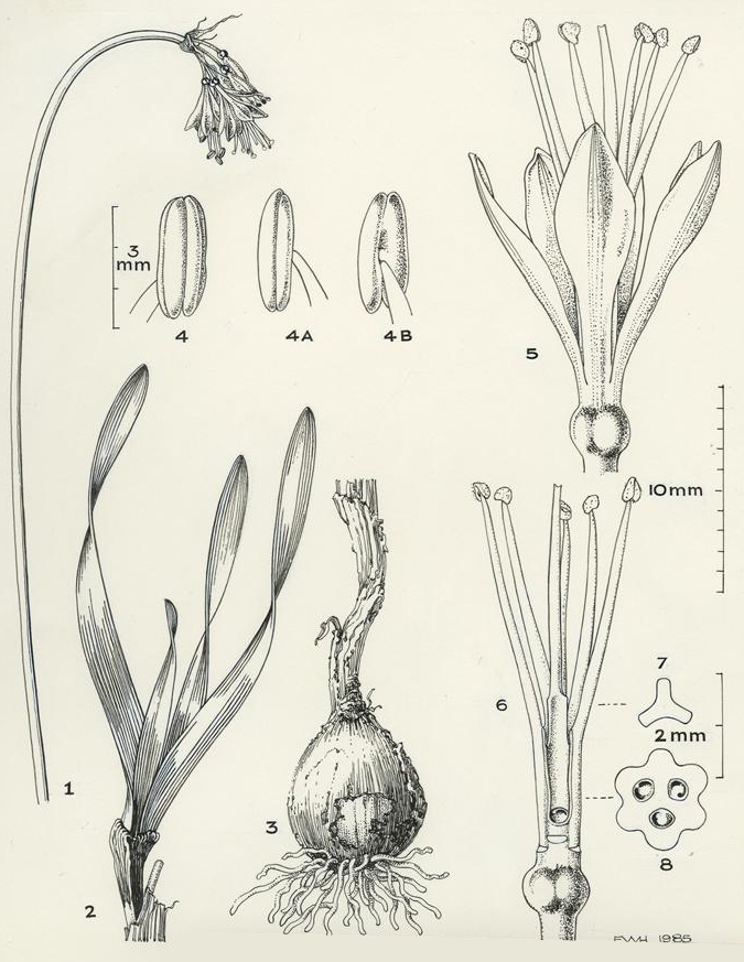 no HD illustration available (m5)