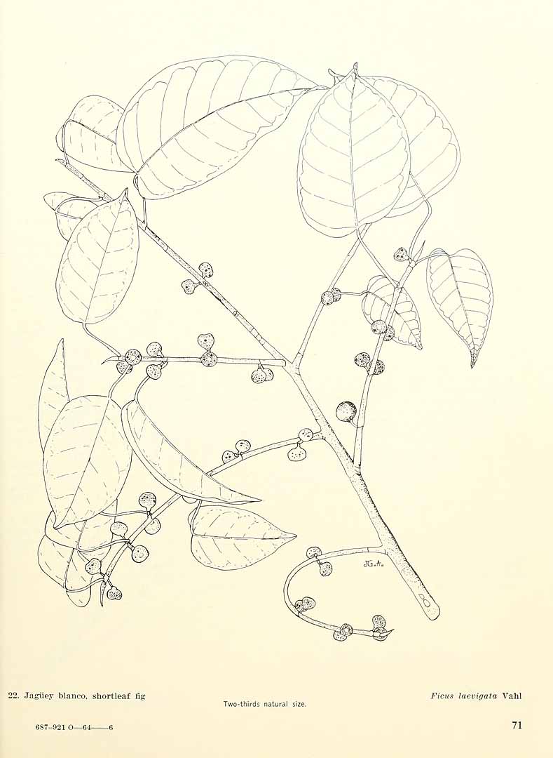 no HD illustration available (m5)
