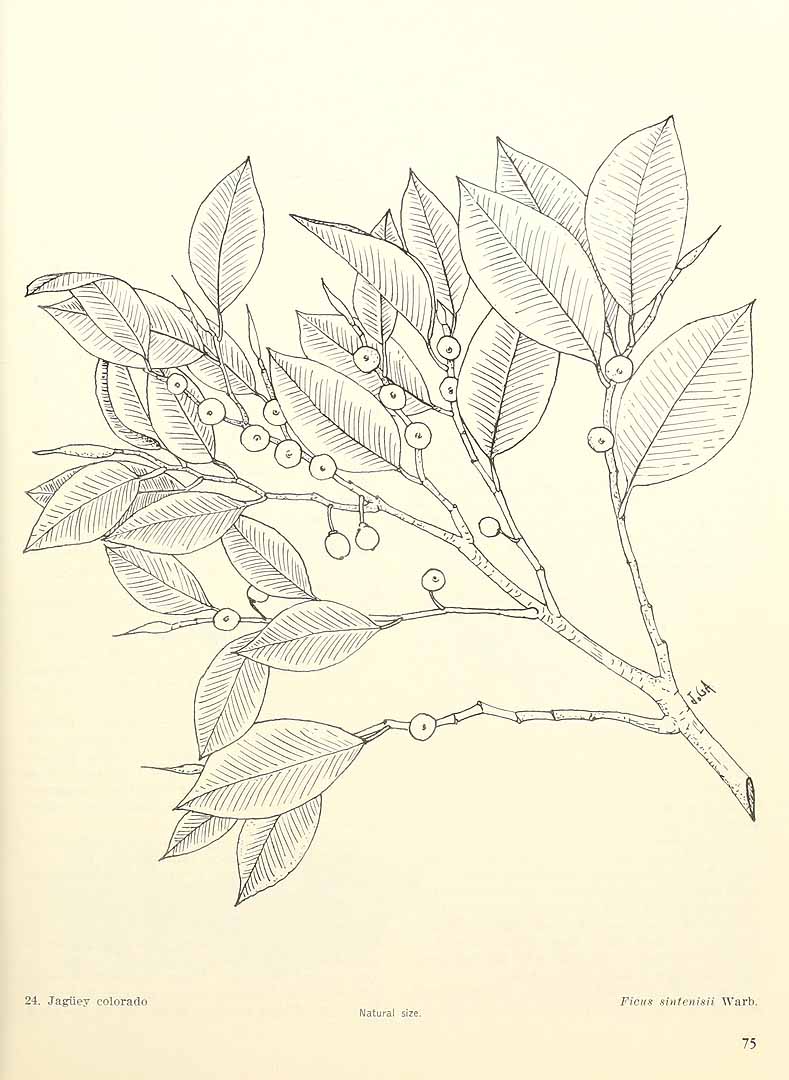 no HD illustration available (m5)