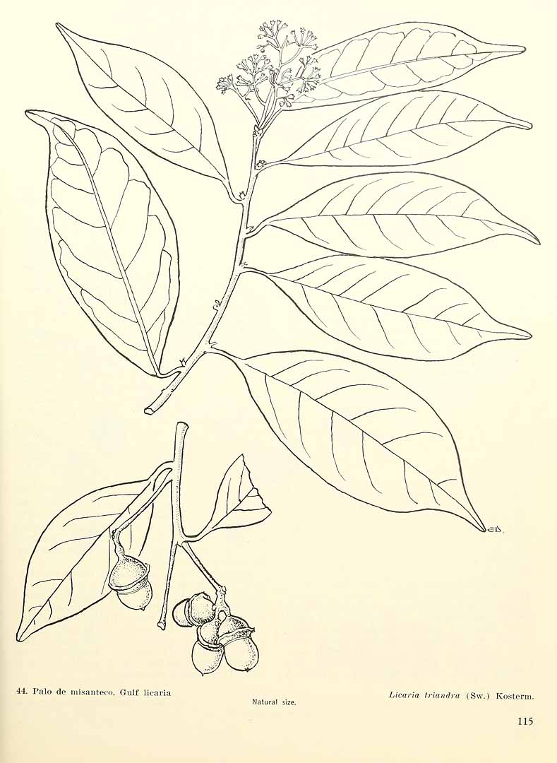 no HD illustration available (m5)