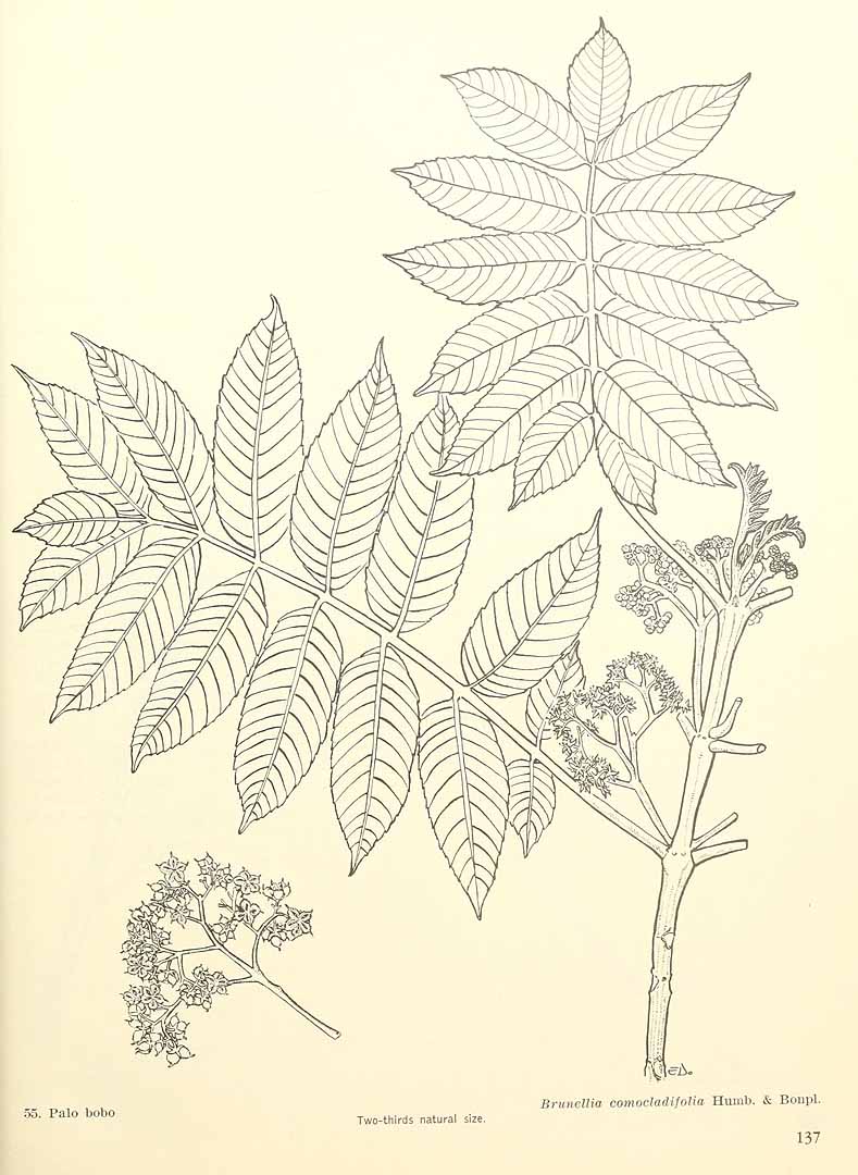 no HD illustration available (m5)
