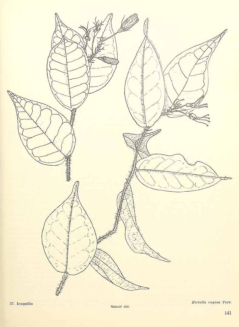 no HD illustration available (m5)