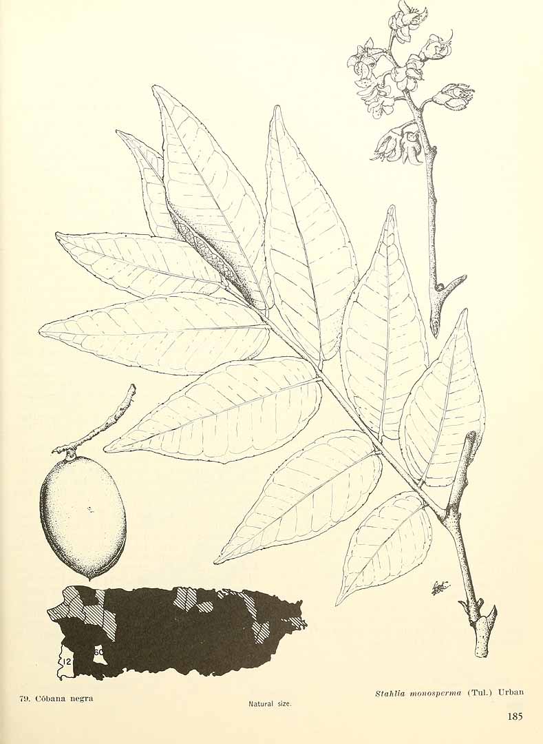 no HD illustration available (m5)