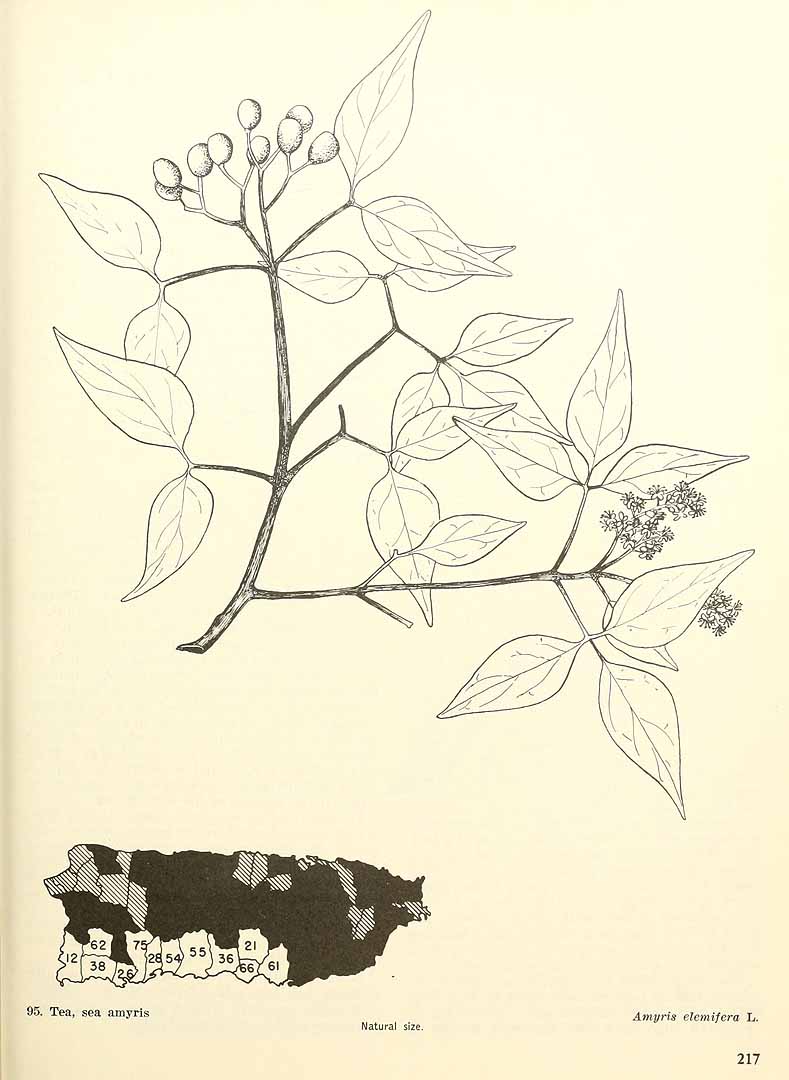 no HD illustration available (m5)
